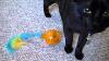 Cats Have Fun With Battery Operated Toy New Toy