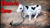 Cow Toy For Kids Light And Sound Battery Operated Toy Indian Cow Electric Toy Cows And Animal