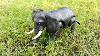 Elephant Toy Battery Operated Light And Sound Toy