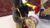 Vintage 50s Alps Musical Marching Bear Battery Operated Toy